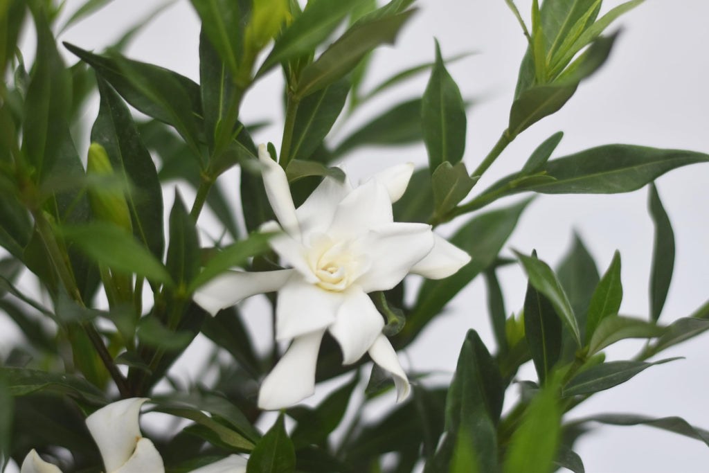 Frostproof Gardenia 1 Gallon F845235