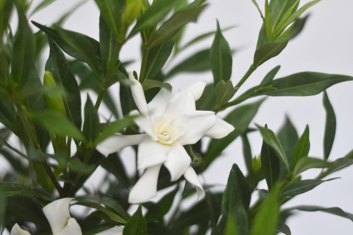 Frostproof Gardenia 1 Gallon F845235