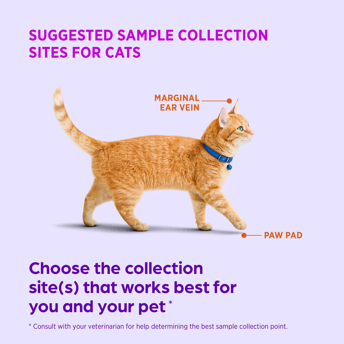 Test Strips for Diabetic Dogs, Cats & Horses, 50 Count N3607