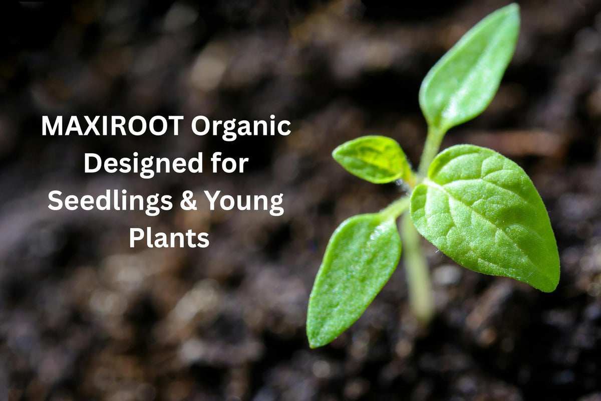 Liquid Fertilizer for Seedlings, Cuttings & Clones, 32 oz H894