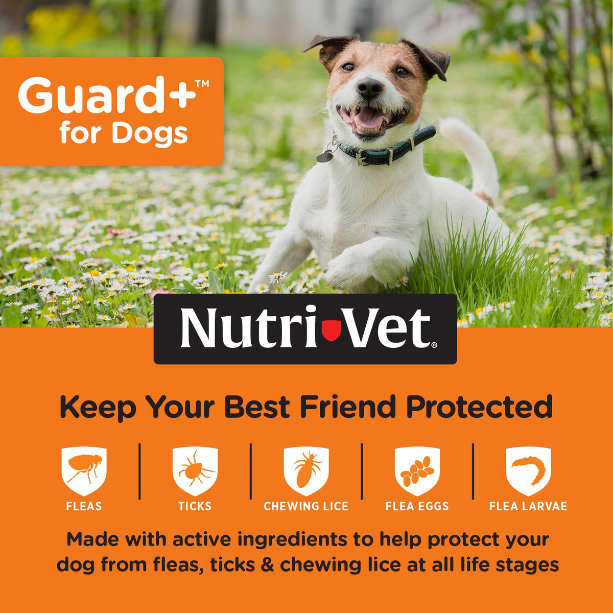 Flea Treatment 3 Doses H1368