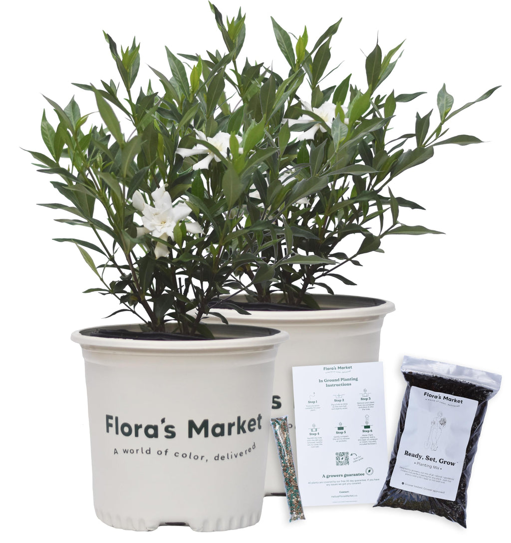 Frostproof Gardenia 1 Gallon F845235
