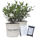 Frostproof Gardenia 1 Gallon F845235
