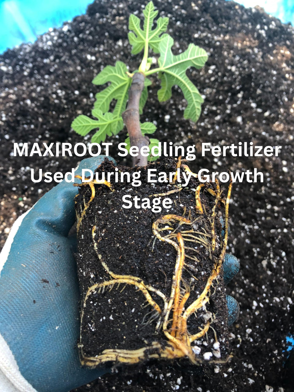 Liquid Fertilizer for Seedlings, Cuttings & Clones, 32 oz H894